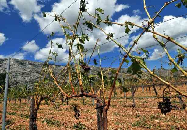 La grêle qui s'est abattue à Puyloubier dimanche matin a détruit une partie des vignobles de l'appellation Sainte Victoire.