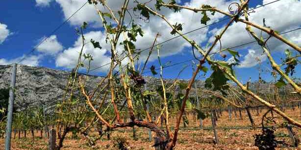La grêle qui s'est abattue à Puyloubier dimanche matin a détruit une partie des vignobles de l'appellation Sainte Victoire.
