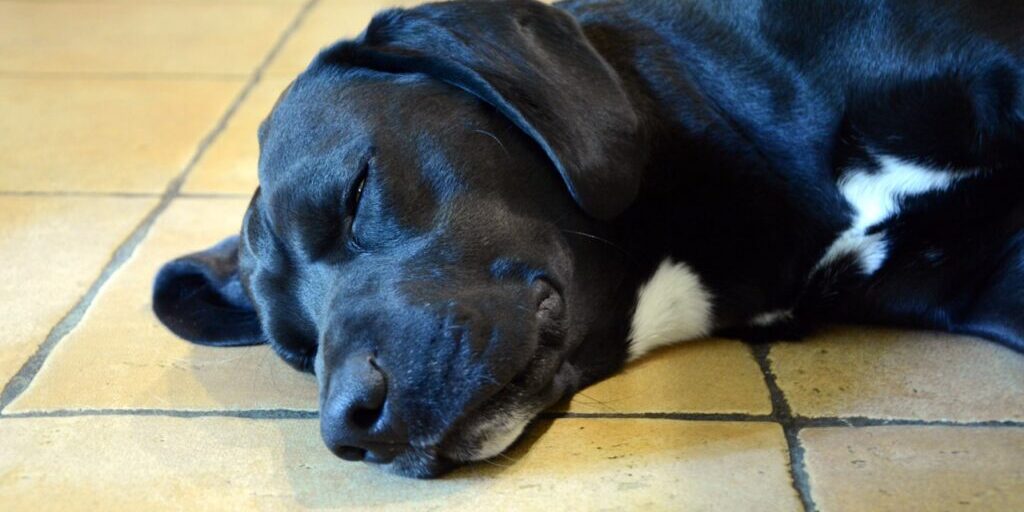 old black dog lies and rests on cool floor in hot day