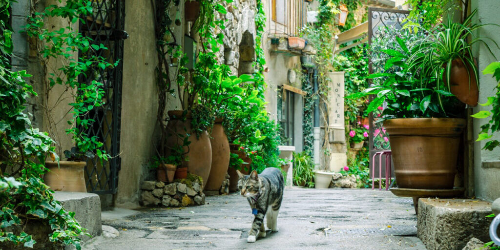 Mougins, France, June 6th , 2016. Cat strolling on a narrow street in the old town Mougins in France.