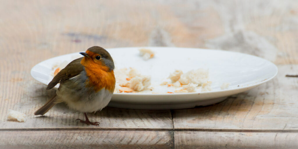 Close-up Of Bird Perching On Table.  Food Crumbs On Plate.