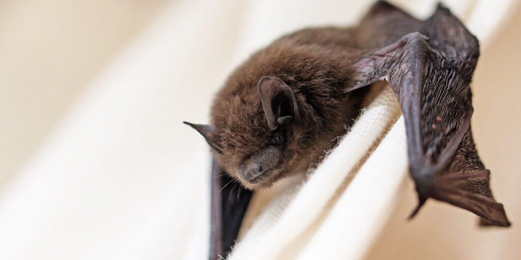 common pipistrelle (Pipistrellus pipistrellus) a small bat has strayed into the room and climbs on a white curtain, closeup with copy space, selected focus, narrow depth of field