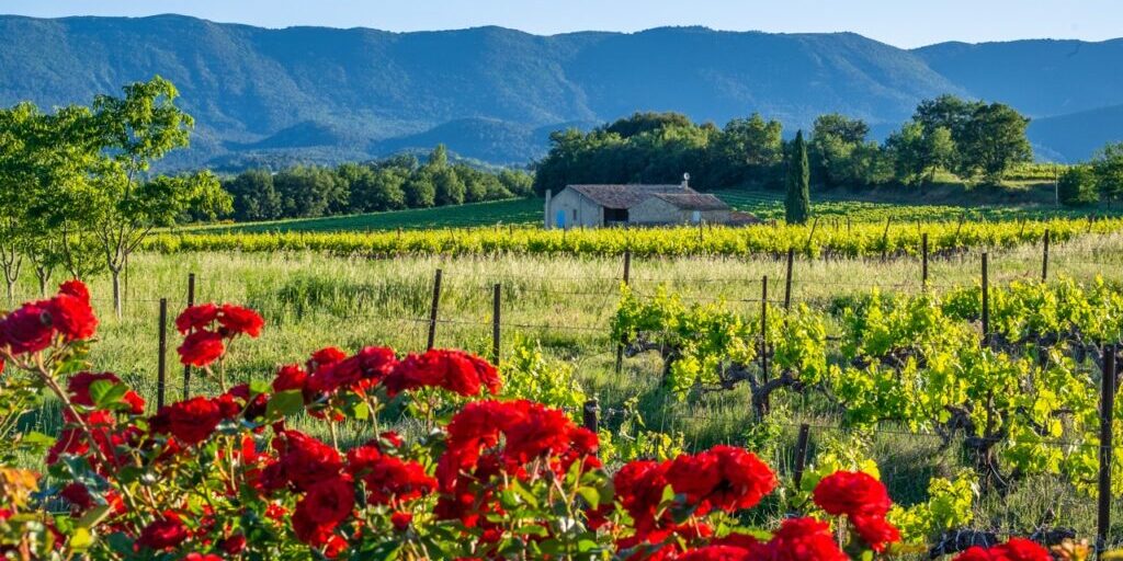 Paysage de Provence au printemps: les vignobles, les rosiers rouge, montagne Luberon en arrière plan.