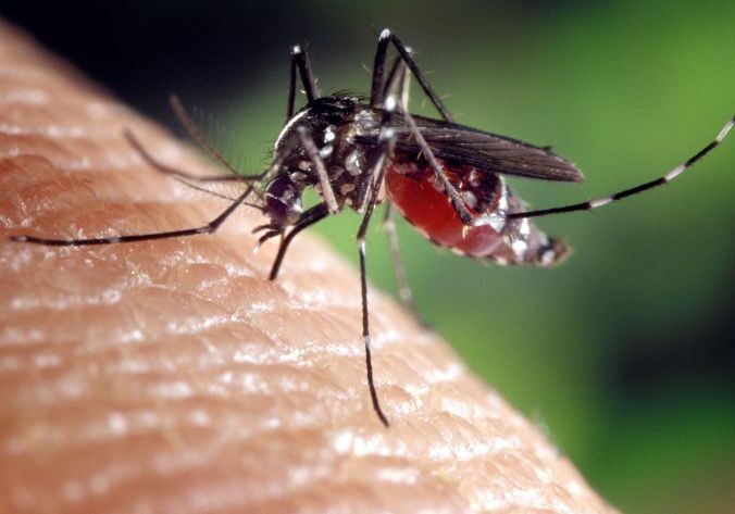 aedes-albopictus-mosquito-genus-of-the-culicine-family-of-mosquitoes-725x473
