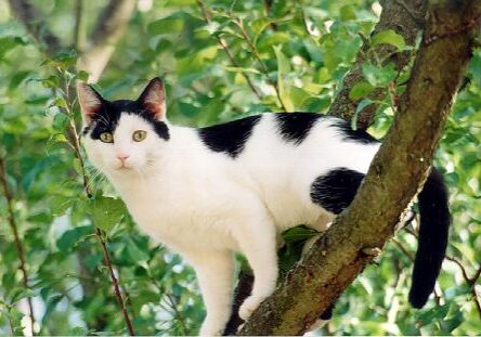 chat-noir-et-blanc-2
