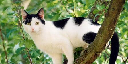 chat-noir-et-blanc-2