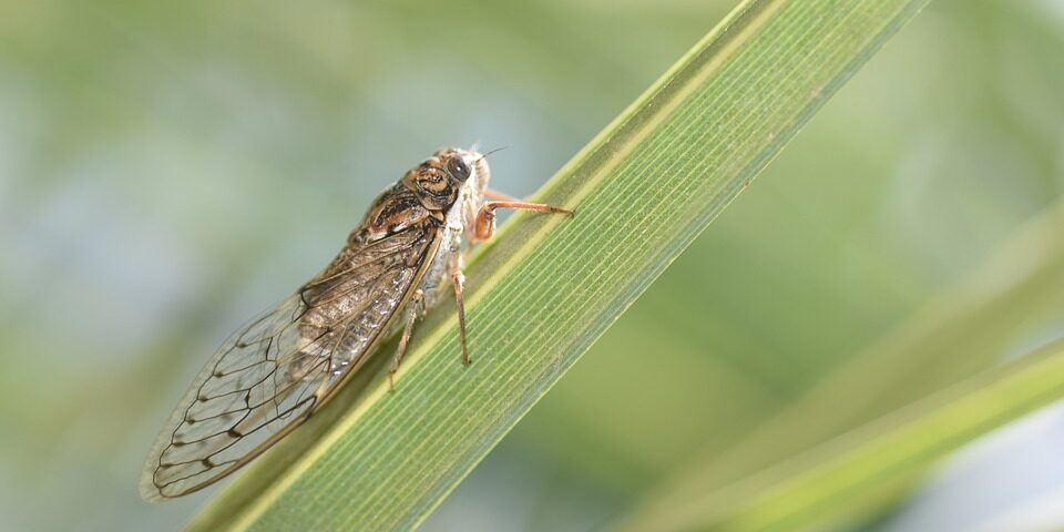 cicada-936145_960_720