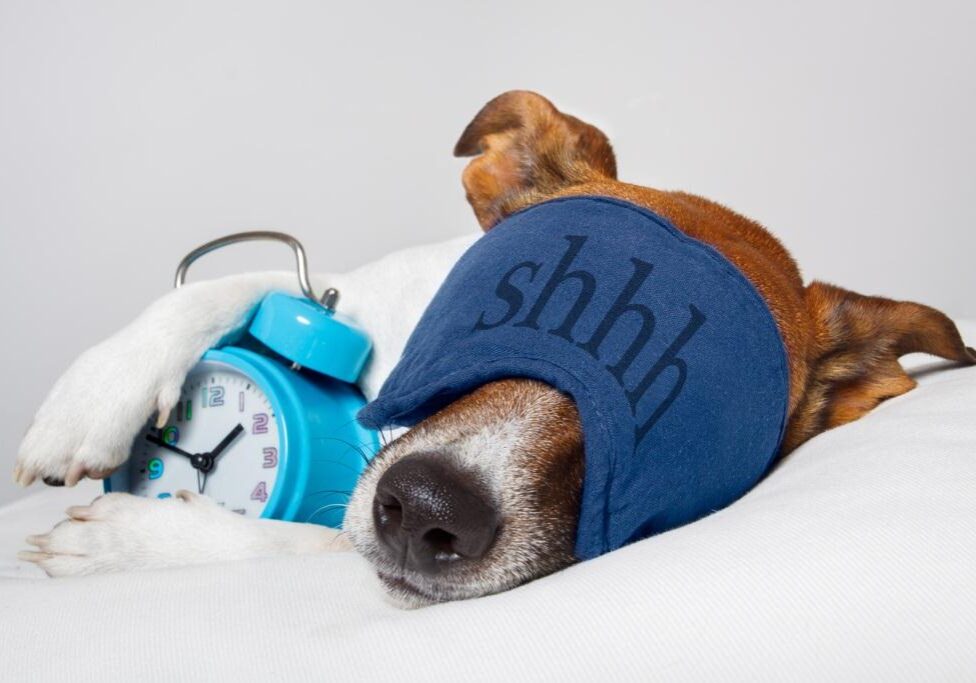 dog_with_alarm_clock2