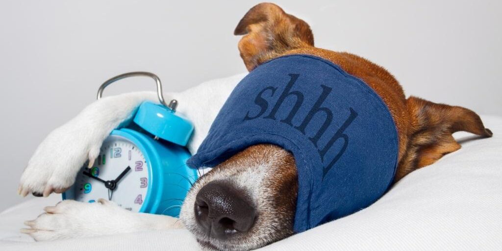 dog_with_alarm_clock2