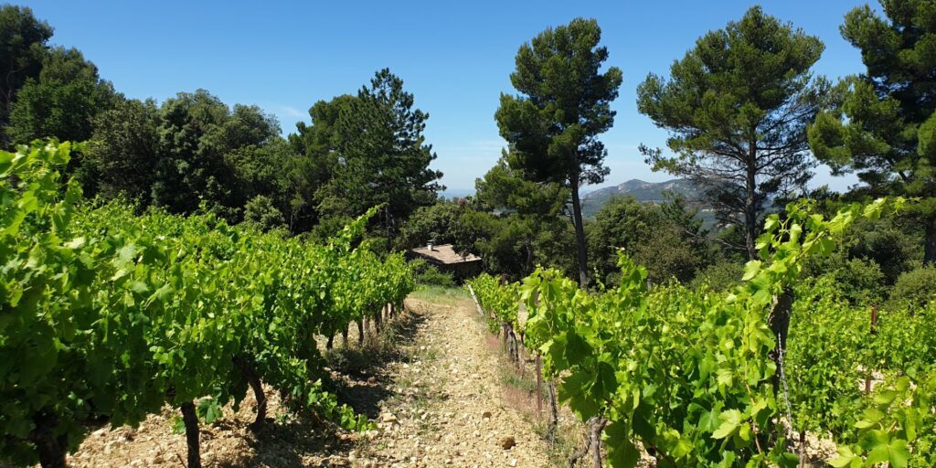 Gite Malaucene – in de schoot van de Ventoux, omgeven door wijngaarden
