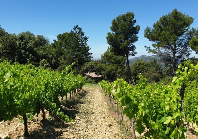 Gite Malaucene – in de schoot van de Ventoux, omgeven door wijngaarden