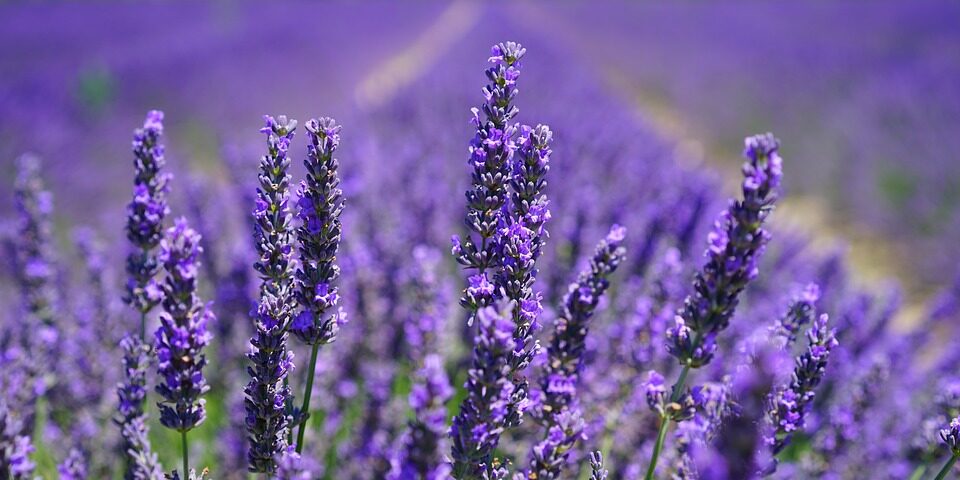 lavender-blossom-1595584_960_720