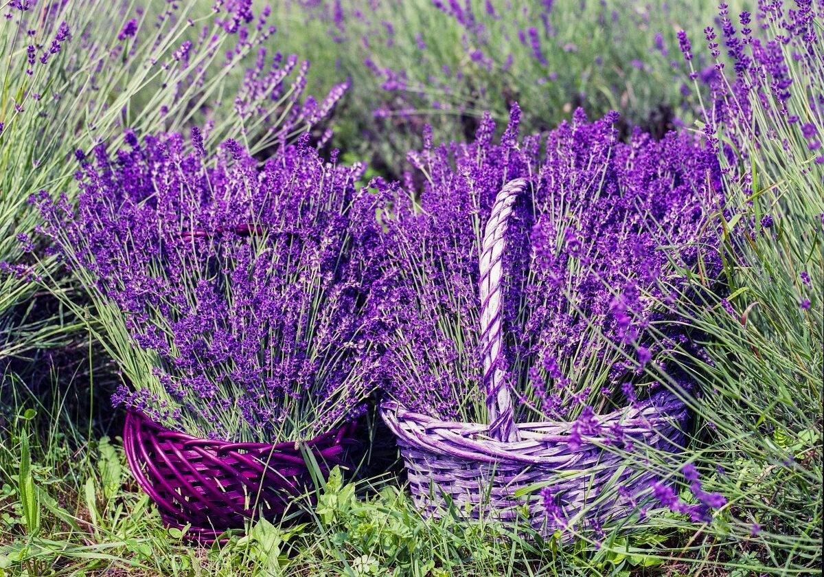 lavender_basket_nature_summer_flower_natural_fragrance_blossom-599521.jpg!d