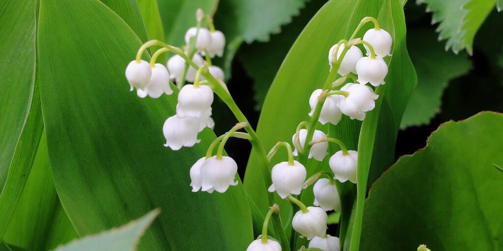 lily-of-the-valley-2312572_1280
