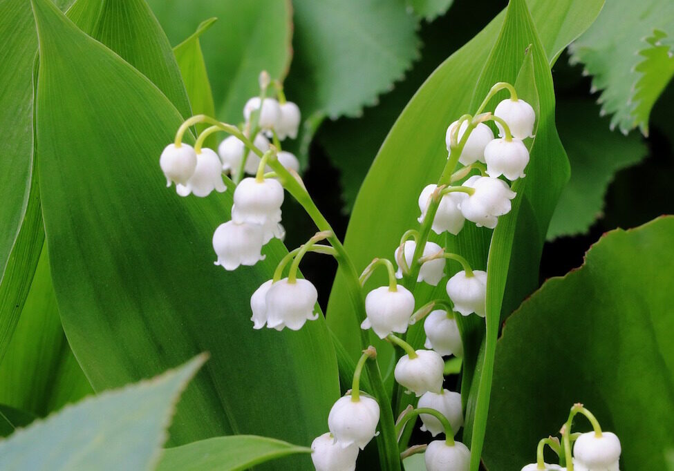 lily-of-the-valley-2312572_1280