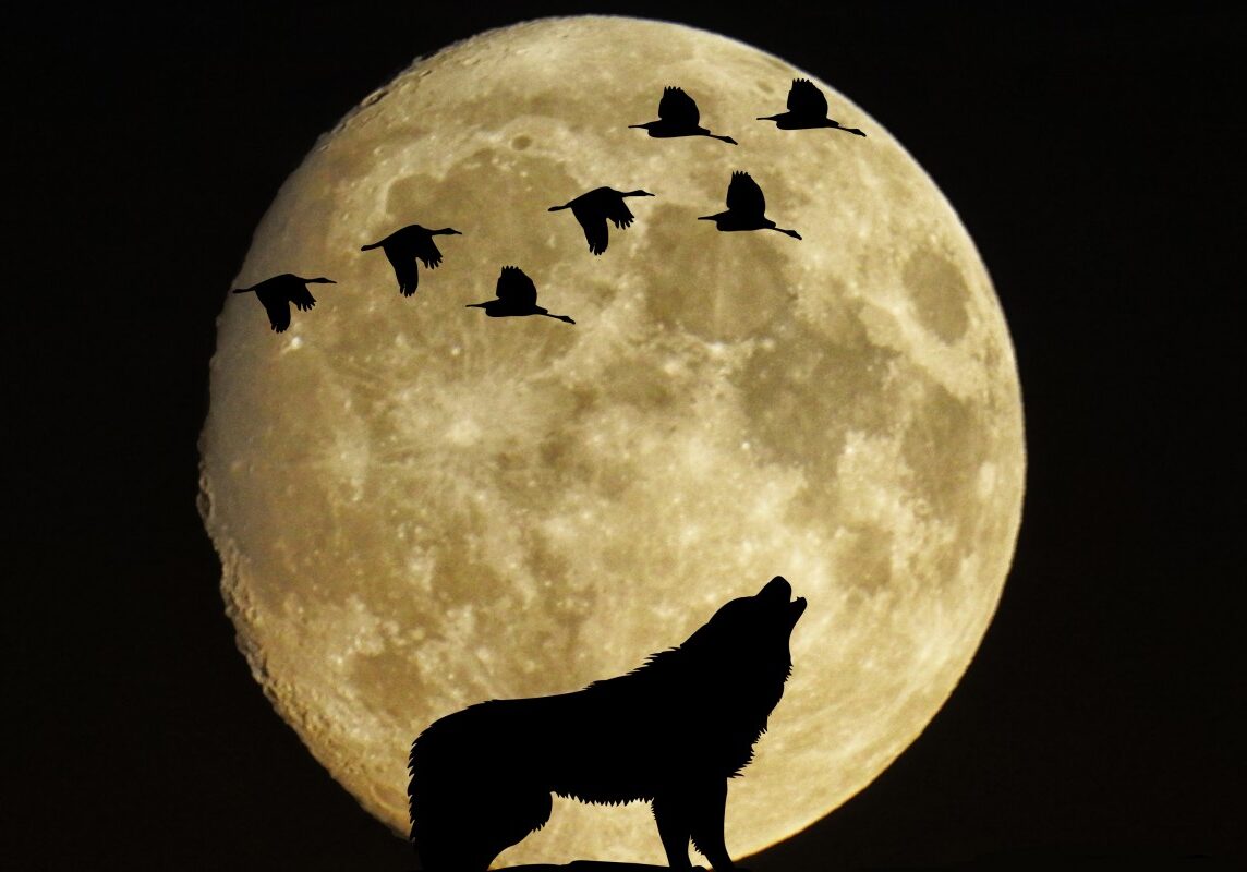 mystical_moon_full_moon_birds_wolf_moonlight-1185112.jpg!d